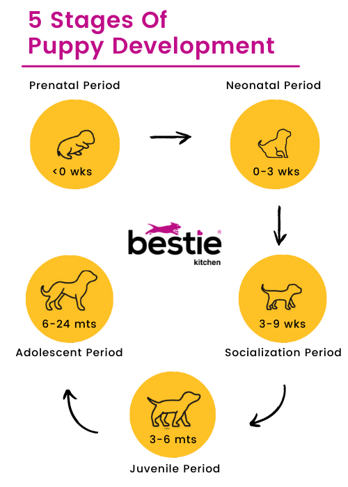 Setting Puppies Up for Success: The Link Between Stress And Behavioural Problems in Dogs
