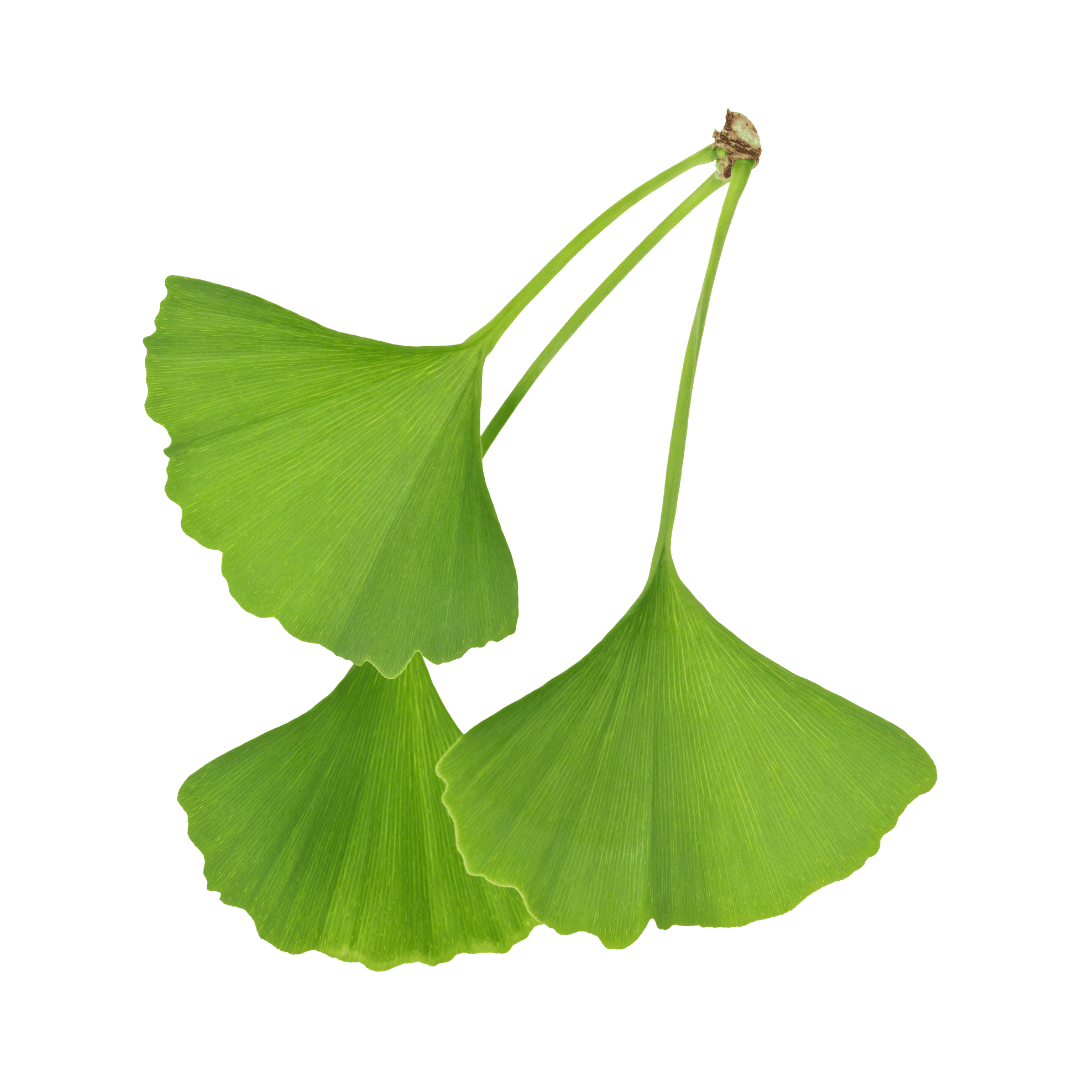 How could gingko help my dog?