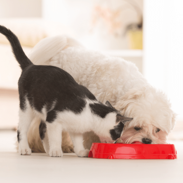 Health benefits of raw feeding for dogs and cats