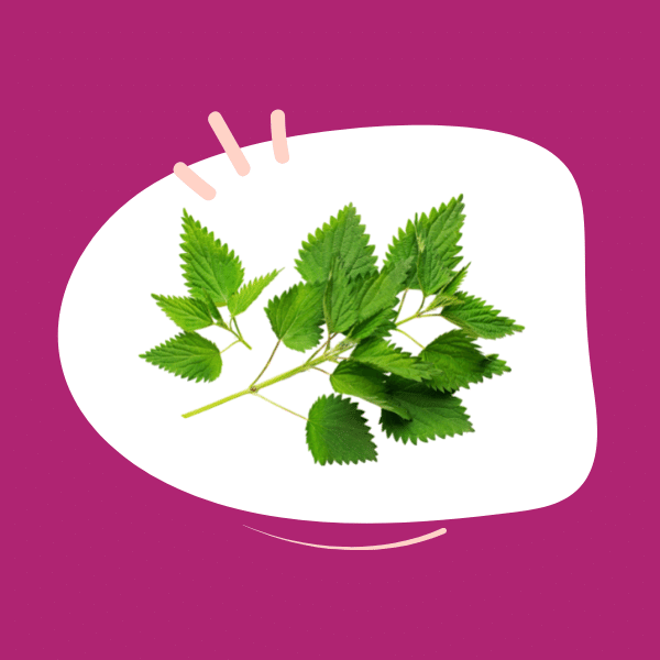 Would nettle in the diet help my dog or cat?