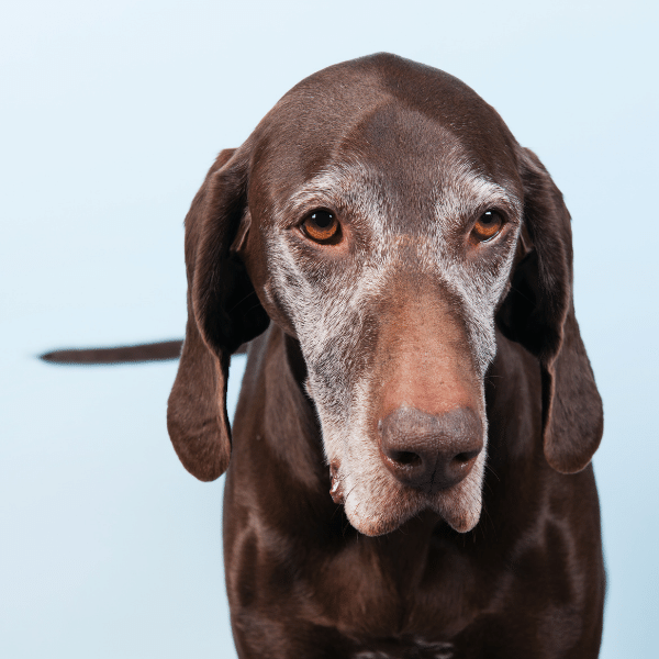 Can probiotics help my dog’s joint pain?