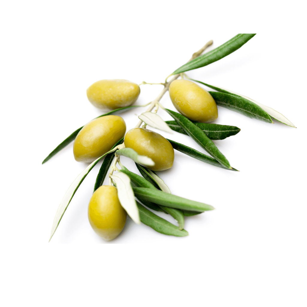 Olive Fruit Extract: A key ingredient in The Hypoallergenic balancing pre-mix
