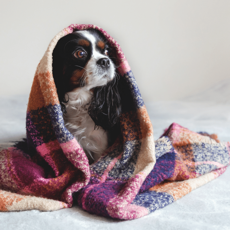 Can nutraceutical supplements really help puppies?