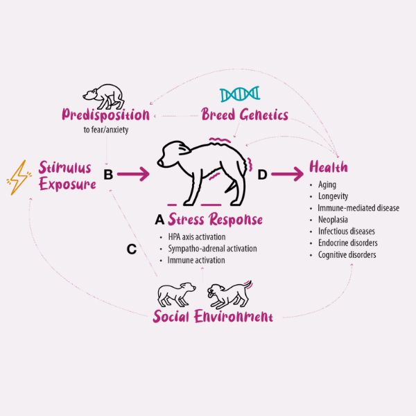 Would tryptophan in the diet help my anxious dog?