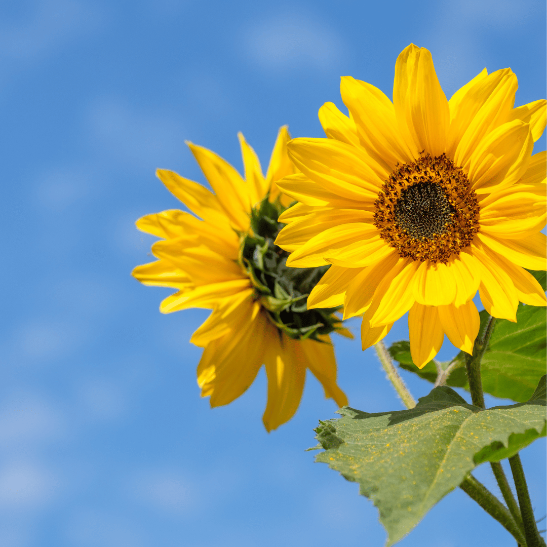 Is sunflower meal good for dogs?