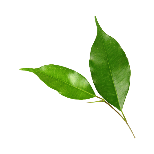 Green tea extract