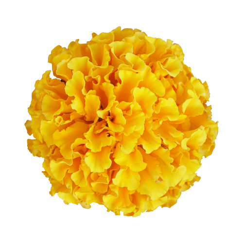 Papaya and marigold