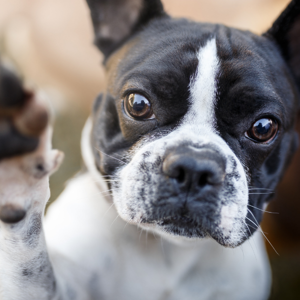 SHOP ALL FOR DOGS