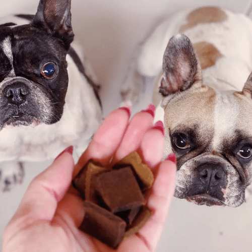 What should a dog eat?