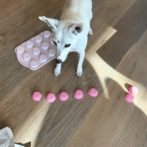 Has your older dog started to change? How to recognise canine cognitive dysfunction and what to do about it.