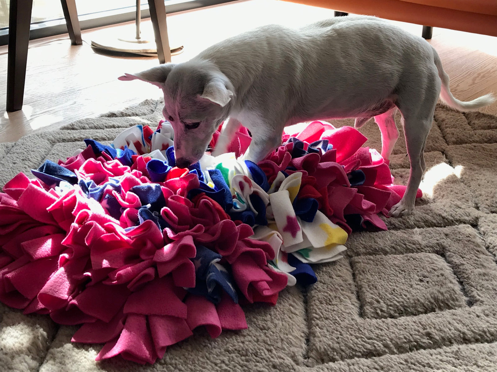 Senior Dog Brain Support: 6 tips for mental stimulation