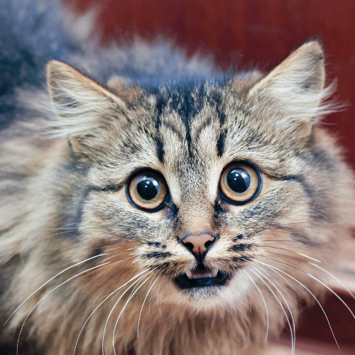 THE ANXIOUS CAT: MORE COMMON THAN YOU THINK