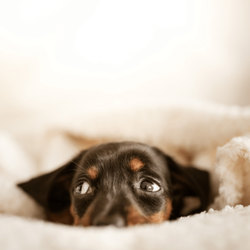 Can probiotics help my anxious dog?