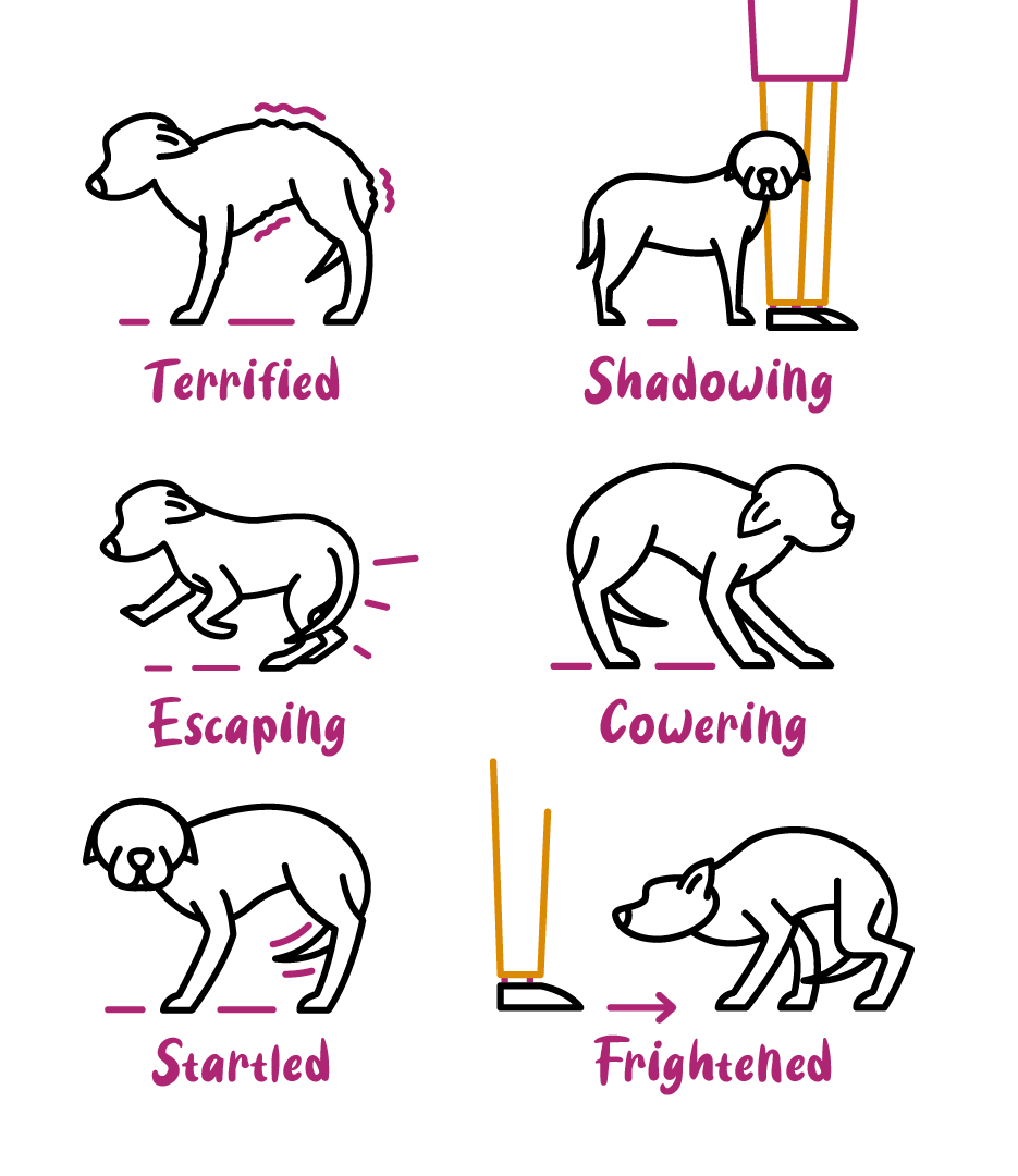 'READING' YOUR DOG...aka understanding what your dog is trying to tell you!