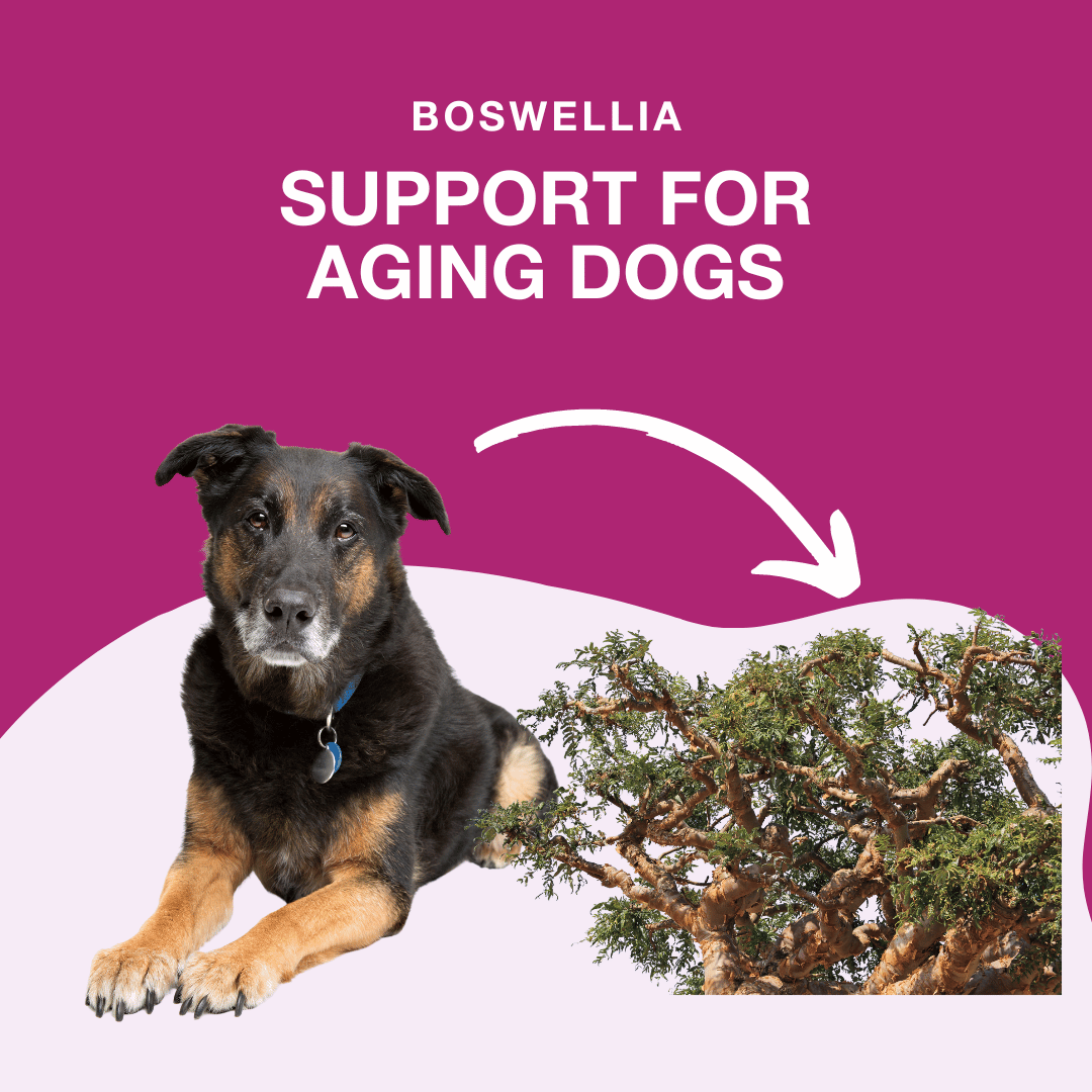 Boswellia and how it helps senior dogs