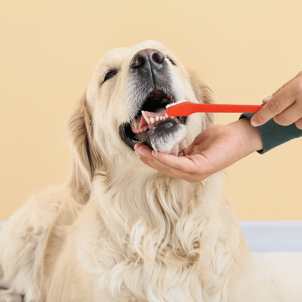 Cleaning dogs' teeth