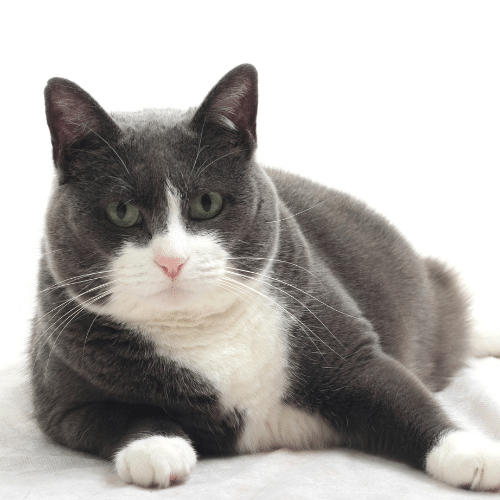FAT CATS: HOW DOES YOUR PERSONALITY AFFECT YOUR CAT?