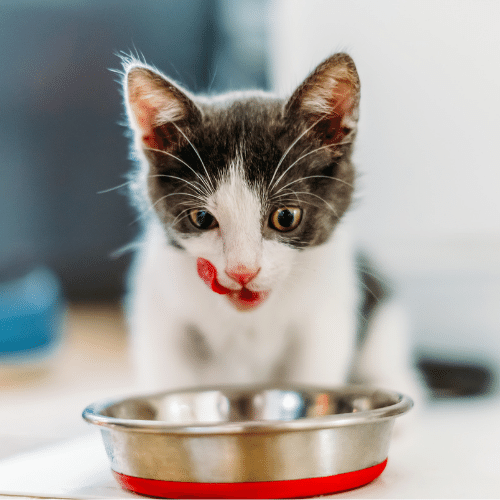 CLICKER-TRAINED CATS? LOOKING AFTER YOUR CAT MAY MEAN MORE THAN A BOWL OF FOOD