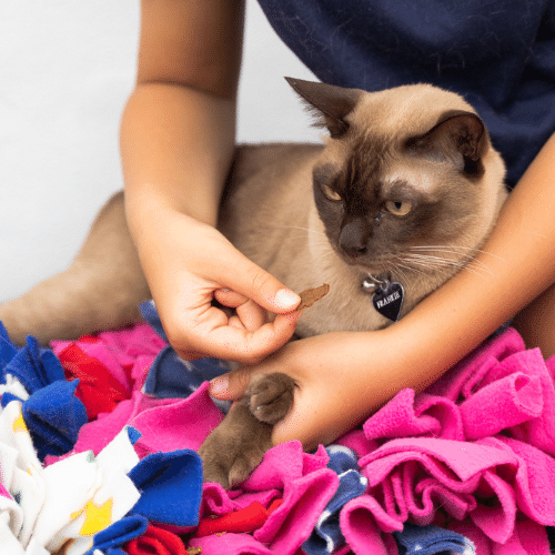 HELPING YOUR KITTEN OR PUPPY SETTLE IN…AND AVOID ANXIETY AS THEY GROW