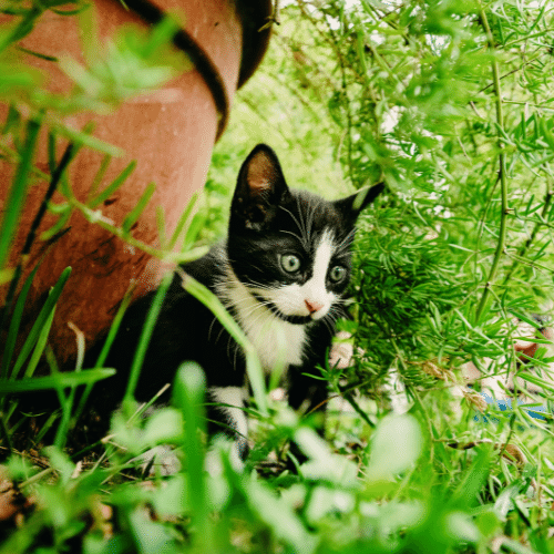 CATS ARE JERKS AND LIKE TO SMELL THE ROSES: THE LATEST IN ENRICHMENT
