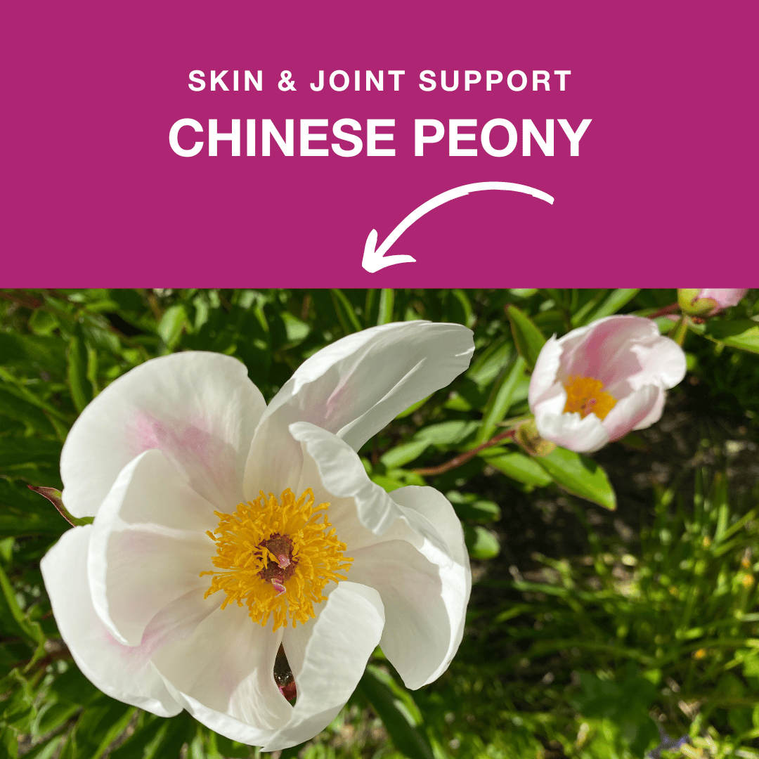 Chinese Peony and how it can help your dog's skin & joints