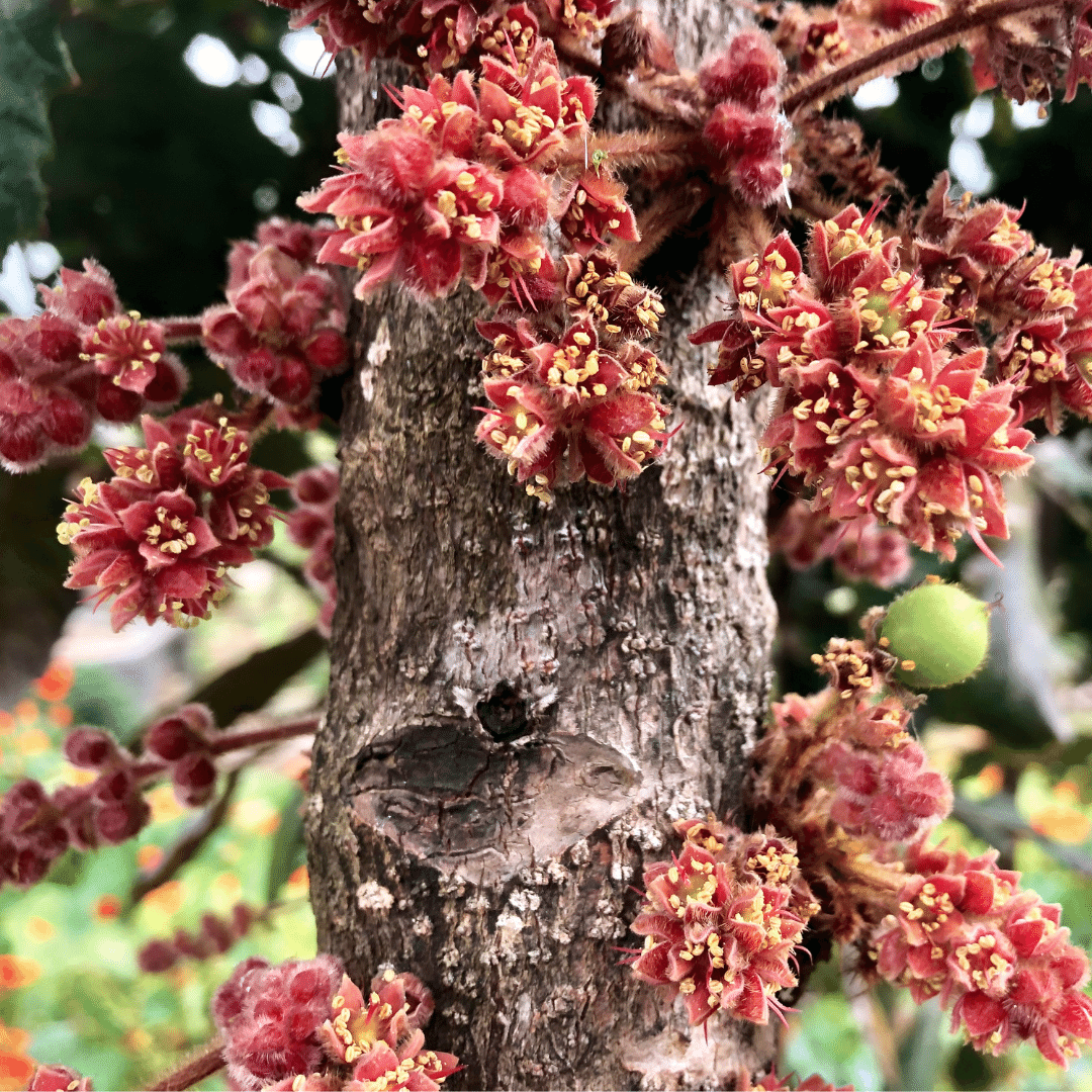 Antioxidants for dogs: why we use Davidson Plum