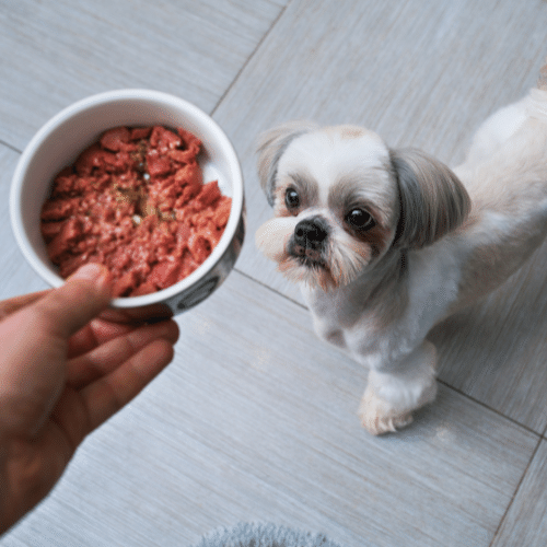 Dogs know what to eat – and it’s not carbs!