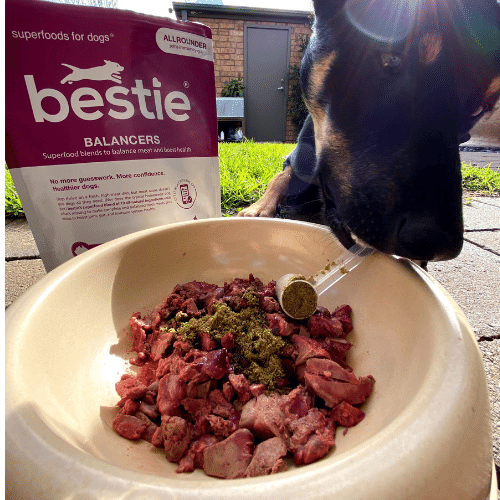 What’s missing in your homemade food for dogs?