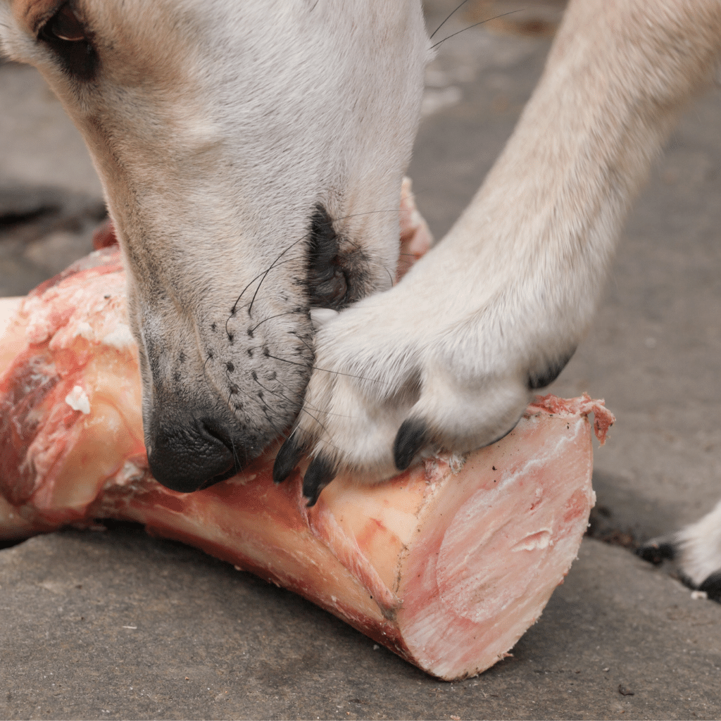 Are raw bones good for dogs?
