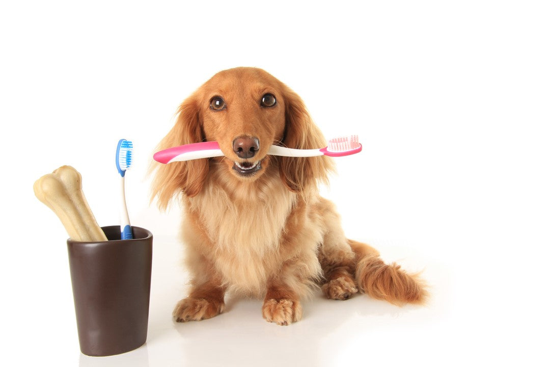 Dental Care for Dogs