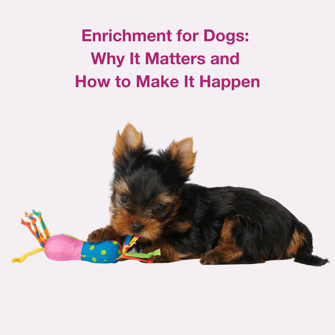 Enrichment for Dogs: Why It Matters and How to Make It Happen