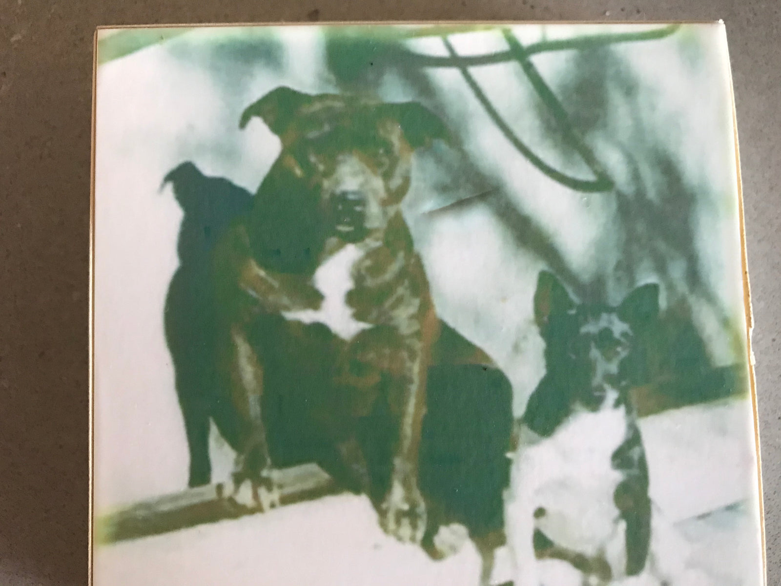 THE DOG LOVER’S GUIDE TO LIVING WITH AN ANXIOUS DOG