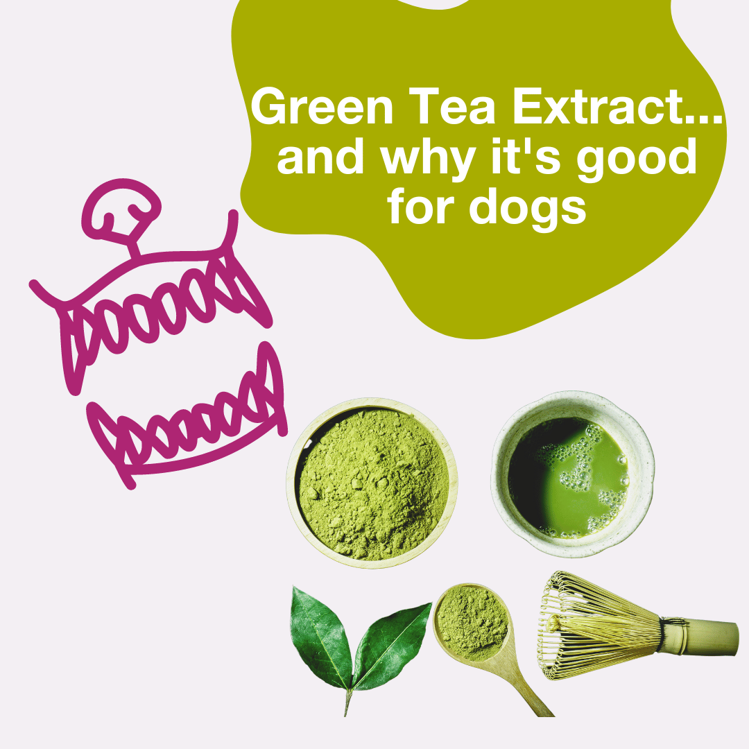How Green Tea Extract could help your dog