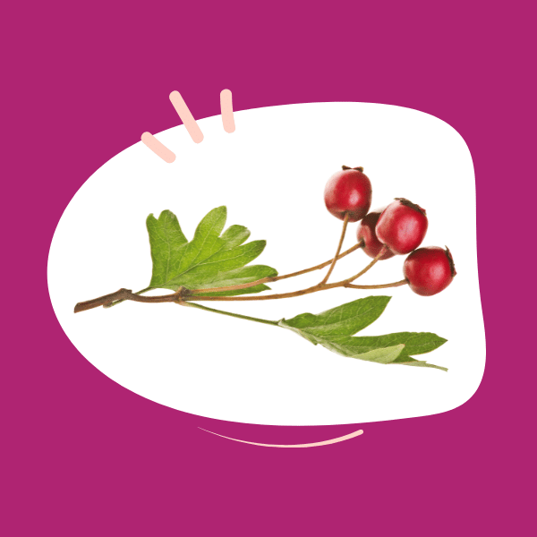 Is hawthorn in the diet good for my anxious dog?