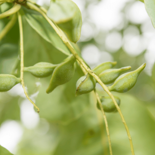 Is Australian native Kakadu Plum good for my dog or cat?