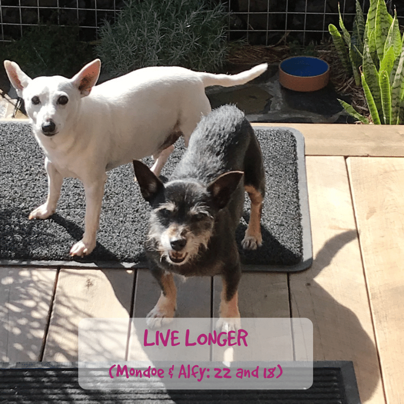 How can nutraceuticals for dogs help support the immune function and combat oxidative stress?