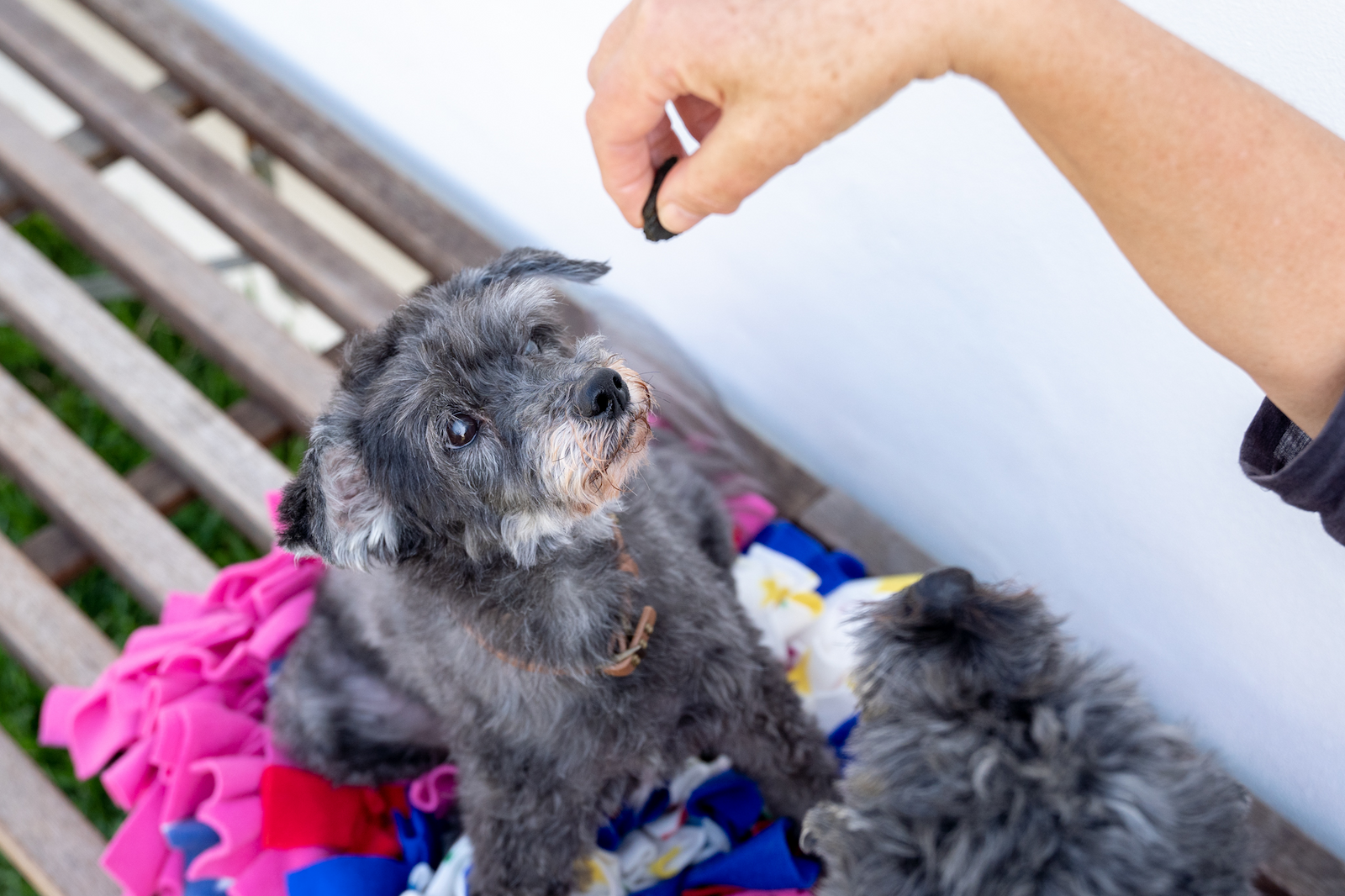 Dementia in dogs and how enrichment can help