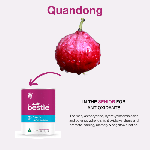 Can the Quandong Australian native help my senior dog?