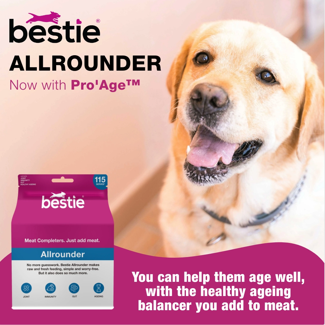 Senior dogs: helping them age more healthily.