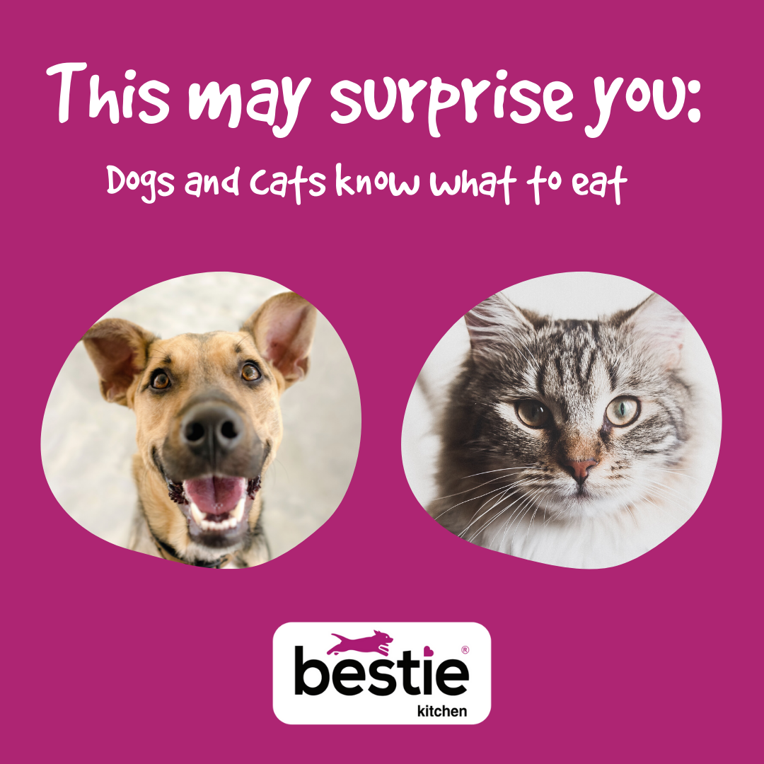 This may surprise you: Dogs and cats know what to eat.