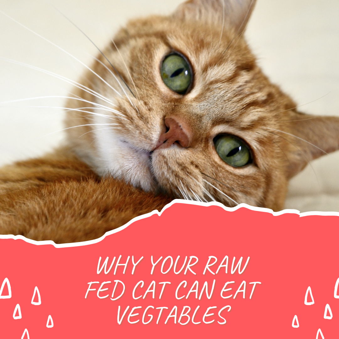 Why your raw fed cat can eat veg.
