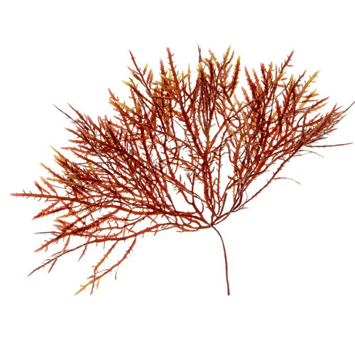 Algimun marine sulphated polysaccharides for gut health