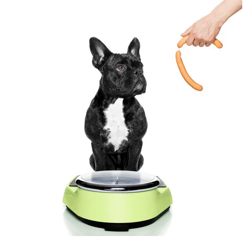 Can meat-free dog food help manage obesity in dogs?