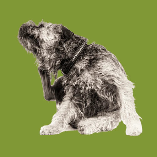 Does your dog really have a food allergy?