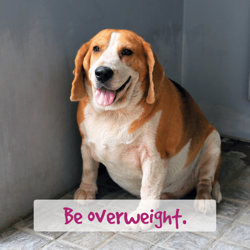 Too much food? Why fat could be killing your dog.