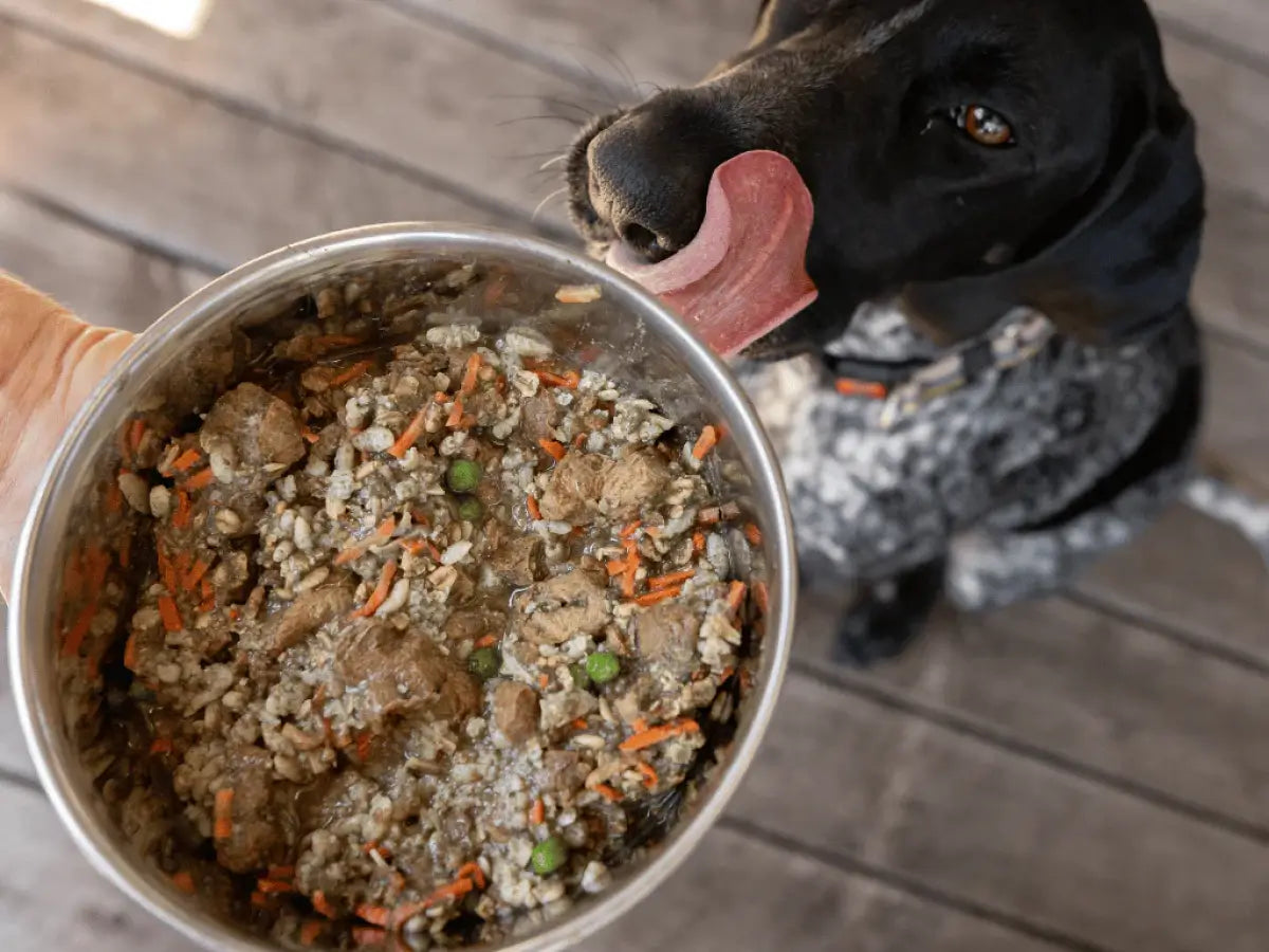 Dog enjoying No-Meat Chunky Dinner by Planet A Pet Food